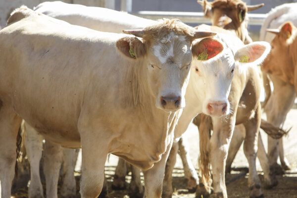 Ernst dreinbilckende Kühe