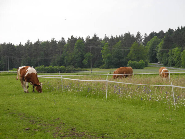 Kühe auf einer Weide
